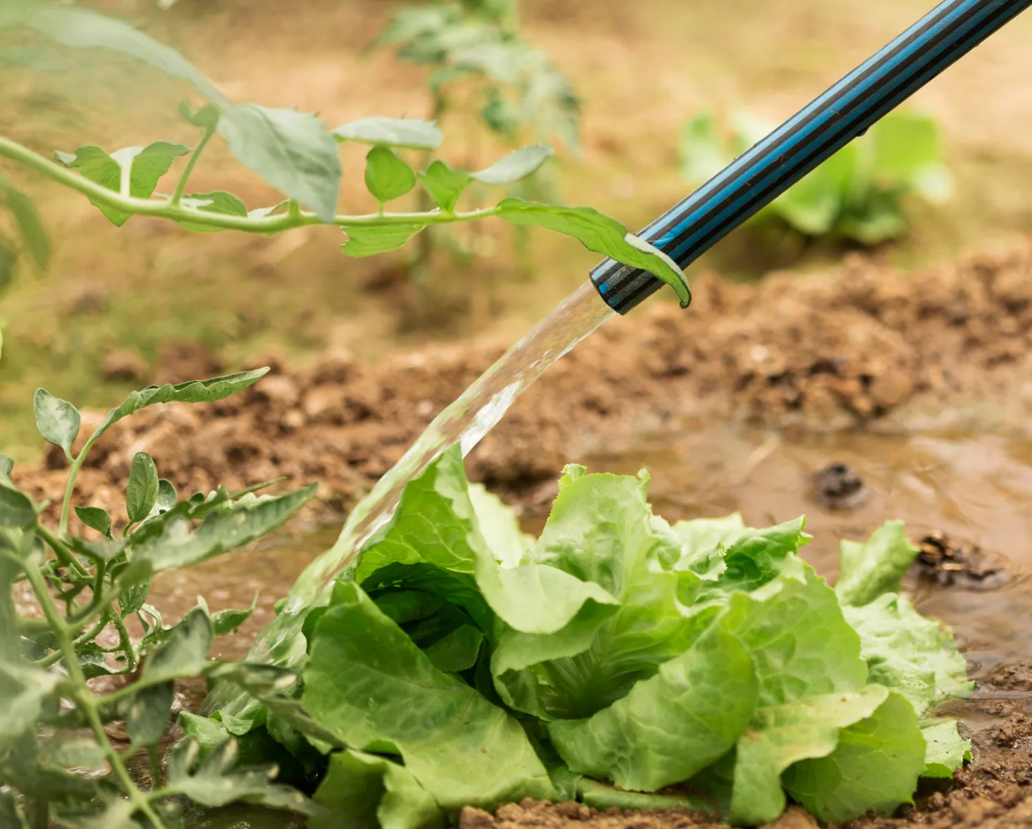 Irrigation system